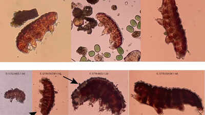 Can life survive on Mars? Scientists use water bears to test the habitability of the Red Planet