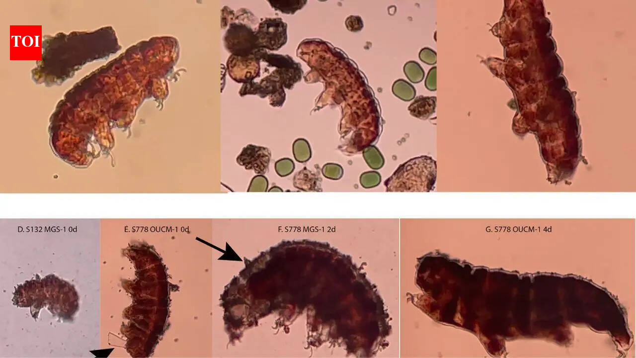 Can life survive on Mars? Scientists use 'water bears' to test red planet habitability
