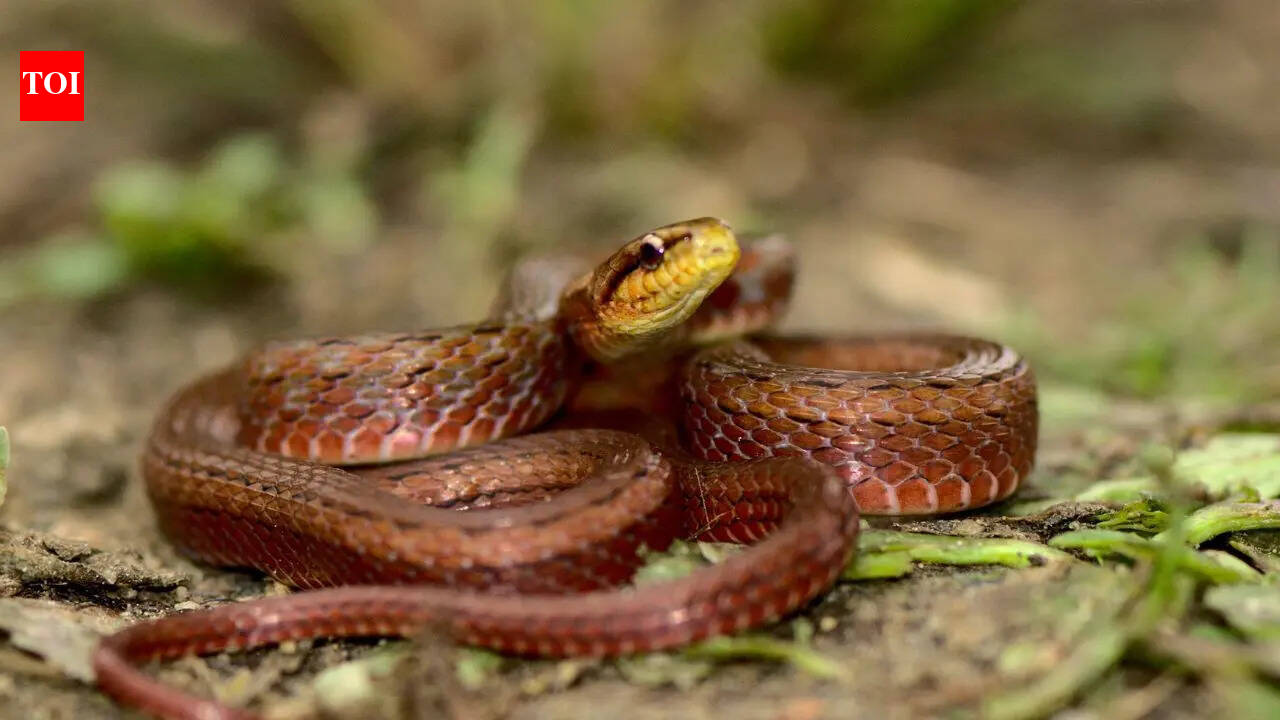Two rare snake species recorded in India with unique body features