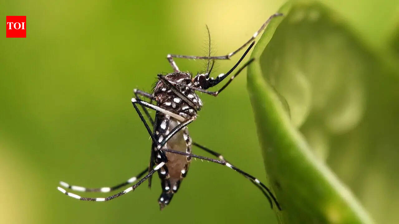 Iceland: The only country with no native mosquito population and what changed