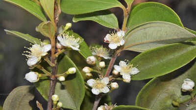 Australia’s ‘zombie tree’ is dying from a deadly fungal disease and scientists are racing to save it