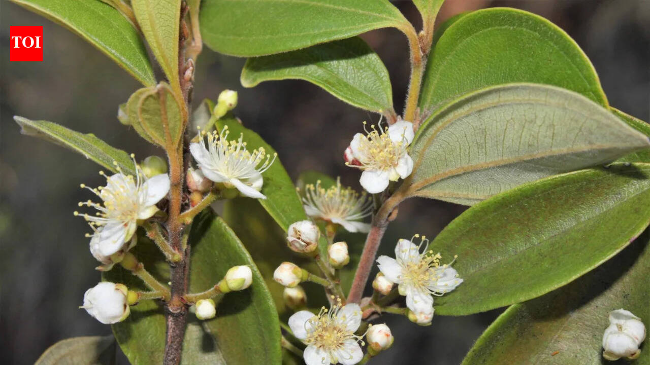 Australia’s ‘zombie tree’ is dying from a deadly fungal disease and scientists are racing to save it