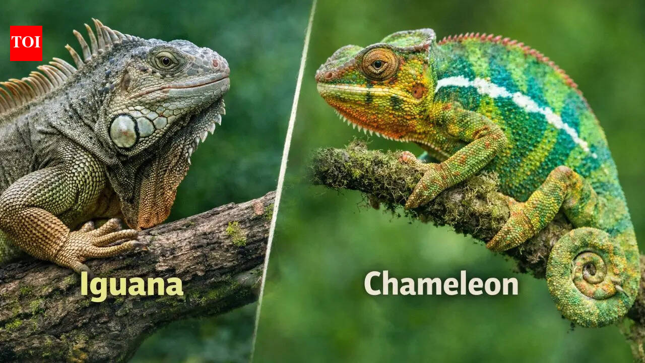 Iguana vs. Chameleon: Key differences in size, habitat, behaviour and why they are unique reptiles