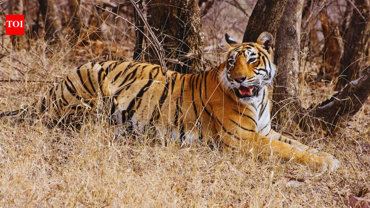 Rare sighting in Ranthambore as tigress climbs tree to hunt bird, tourists capture moment