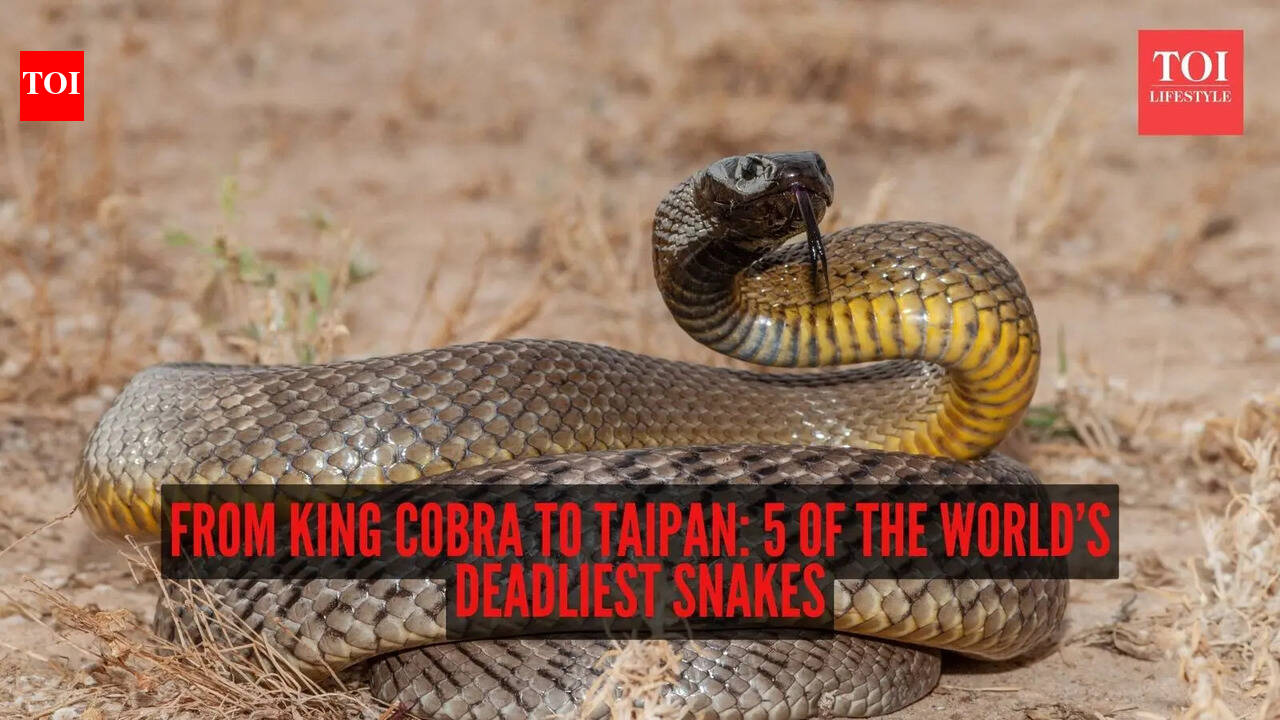 From king cobra to taipan: 5 of the world’s deadliest snakes and how they come close to humans