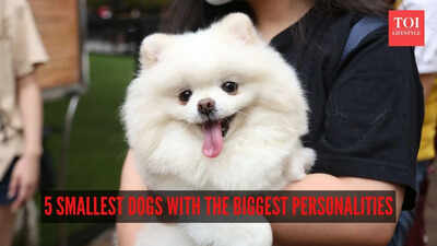 5 smallest dogs with the biggest personalities