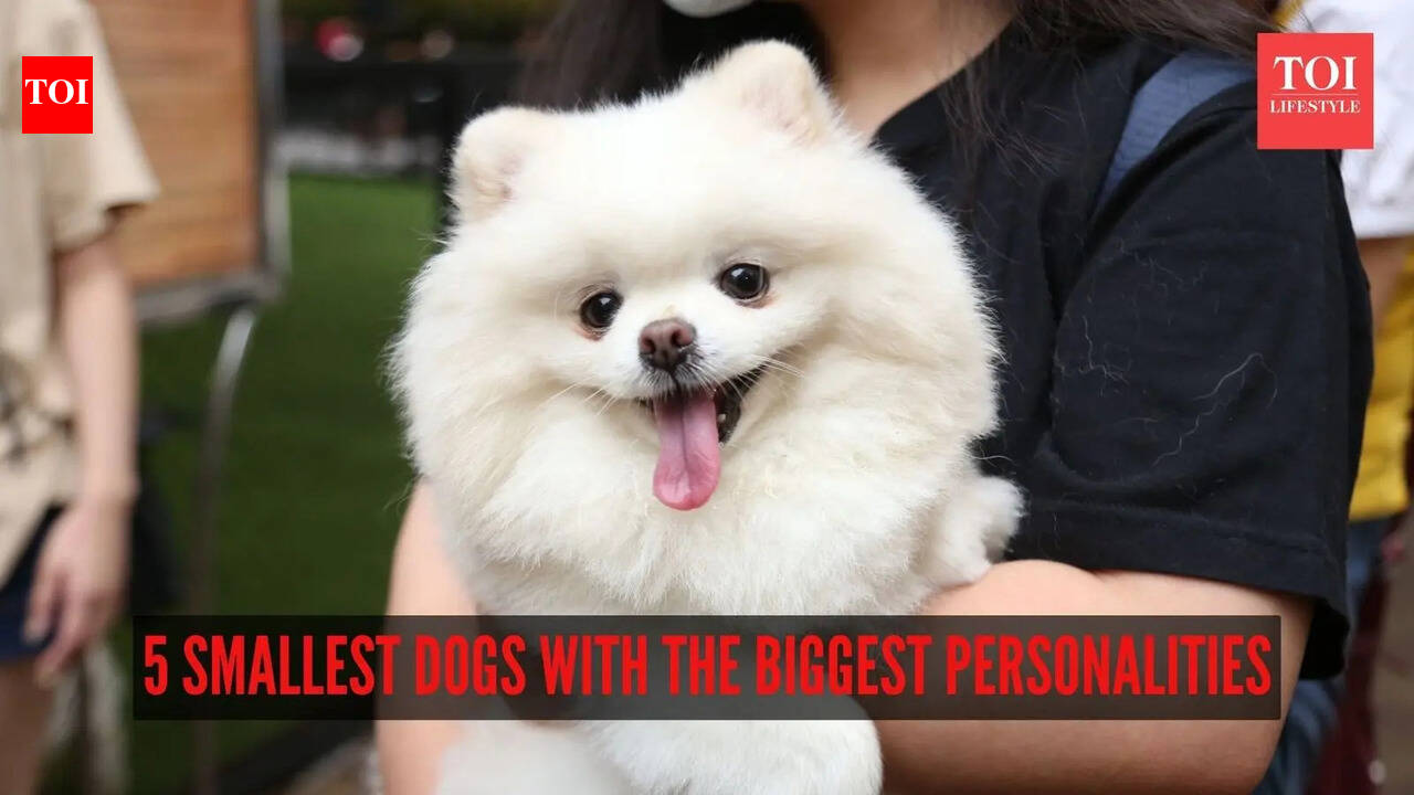 5 smallest dogs with the biggest personalities