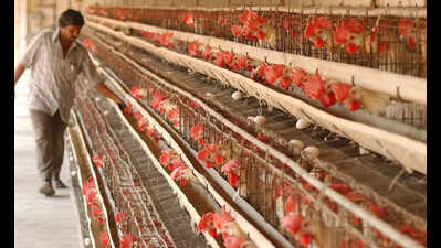 UP’s stamping rule for eggs comes into effect from today. What changes for sellers and for you