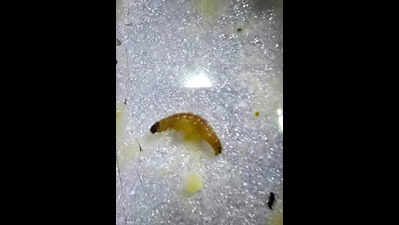 Insects found in Bapunagar ESIC hospital food