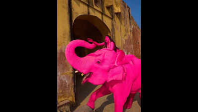 Handlers, lensman defend ‘pink’ shoot