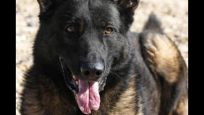 Couple asks for dog to be muzzled, assaulted in Noida society