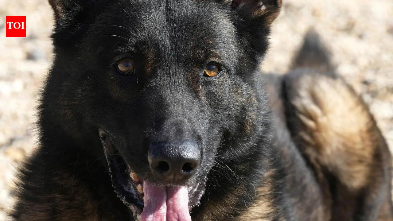 Couple asks for dog to be muzzled, assaulted in Noida society