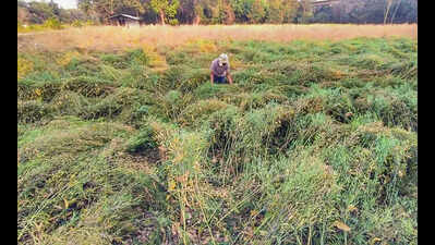 Unseasonal rainfall damages rabi crops& fruits across over 64,000 hectares in state; Ahilyanagar & Jalgaon hit most