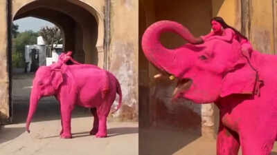When Art Crosses The Line: Pink Elephant's Death After Russian Artist's Viral Photoshoot Sparks Row