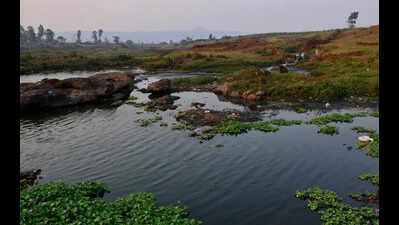NGT tells Kolhapur sugar mill to pay Rs50L in damages for polluting the Hiranyakeshi River with molasses