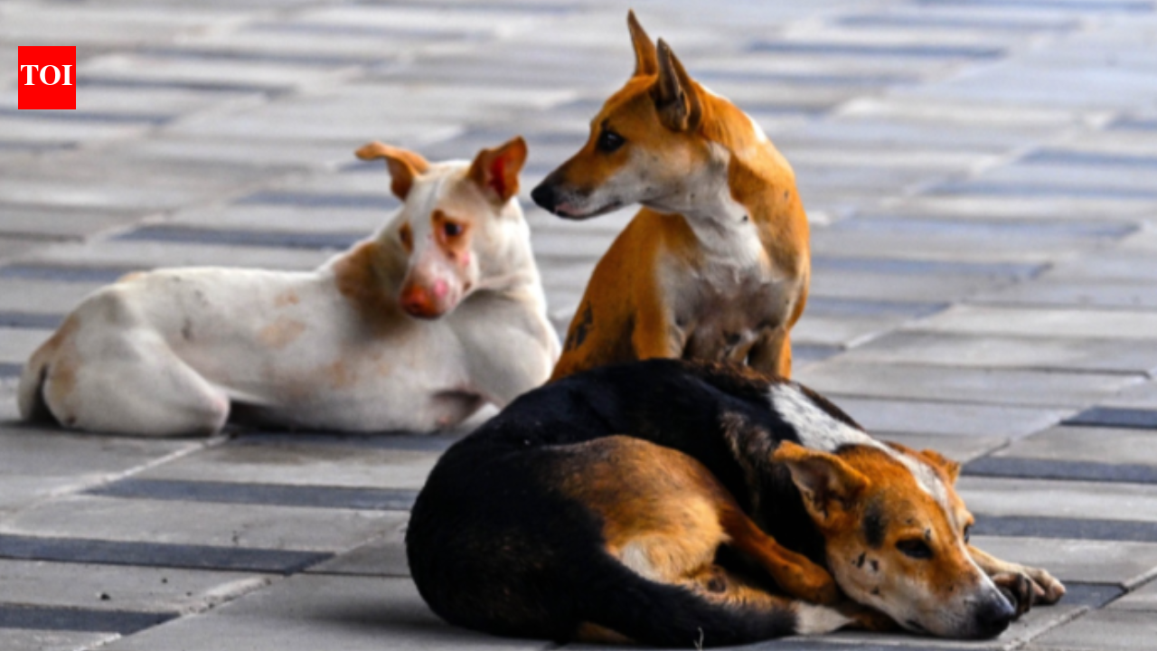 The Times of India - Other - News Image