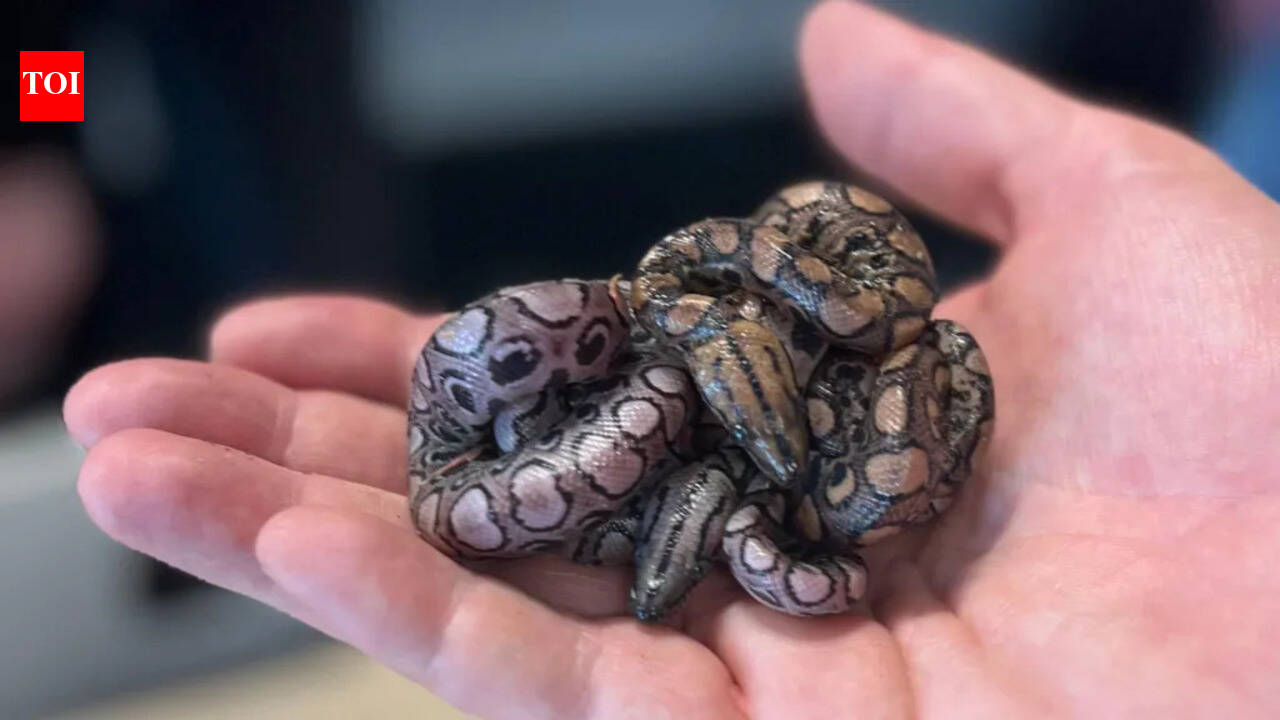 This British snake records second ‘virgin birth’: Scientists explain how