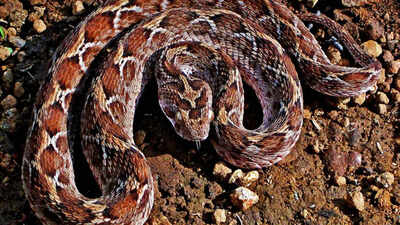 This tiny snake is one of the world’s deadliest snakes and causes more human deaths than you think