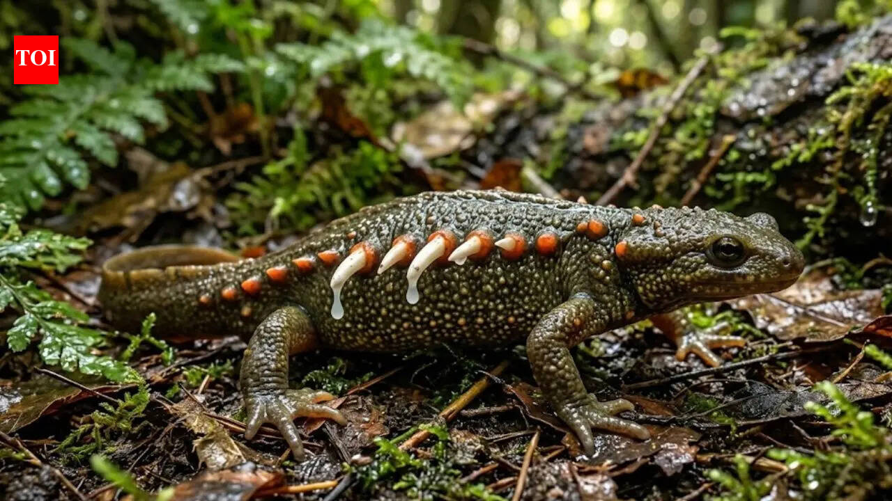 कॉकरोच भविष्य के लिए प्लास्टिक कचरे को ईंधन में बदलने में मदद कर सकते हैं; यहाँ शोधकर्ताओं ने क्या पाया |