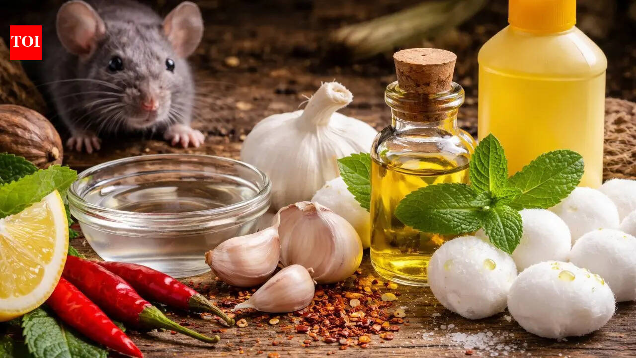 Smells mice hate that may keep them out of your home; what actually works