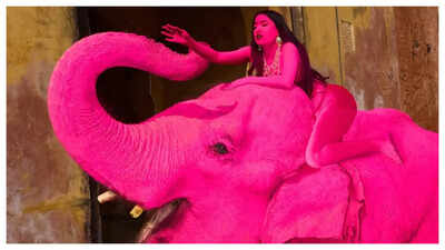 Pink elephant, red flags: Jaipur shoot sparks outrage