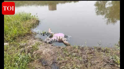 Tiger cub killed in crocodile attack  in West Champaran
