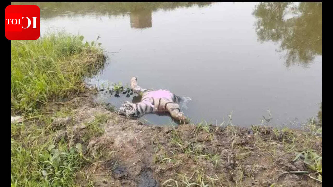 Tiger cub killed in crocodile attack  in West Champaran