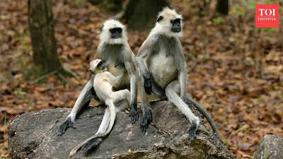 5 animals that ‘kidnap’ other animals’ babies and why it happens