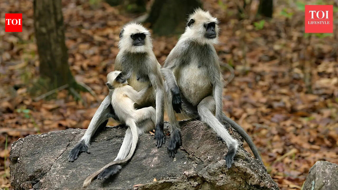 5 animals that ‘kidnap’ other animals’ babies and why it happens