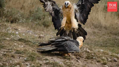 They have feathers, they have claws, and in some cases they have venom – meet the deadliest birds on the planet