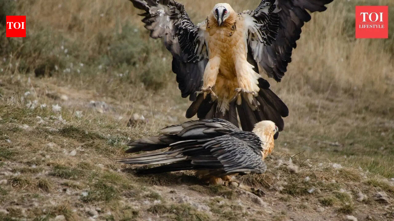 They have feathers, they have claws, and in some cases they have venom – meet the deadliest birds on the planet