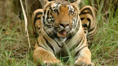 2 rly stns, 3 rly lines of tracks to be moved out of Palamu Tiger Reserve soon