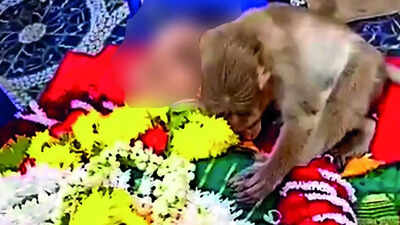 Monkey keeps vigil through night by Bengaluru woman’s body in poignant ‘farewell’, refuses to leave