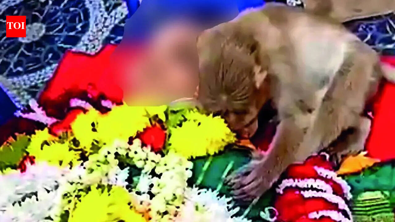 Monkey keeps vigil through night by Bengaluru woman’s body in poignant ‘farewell’