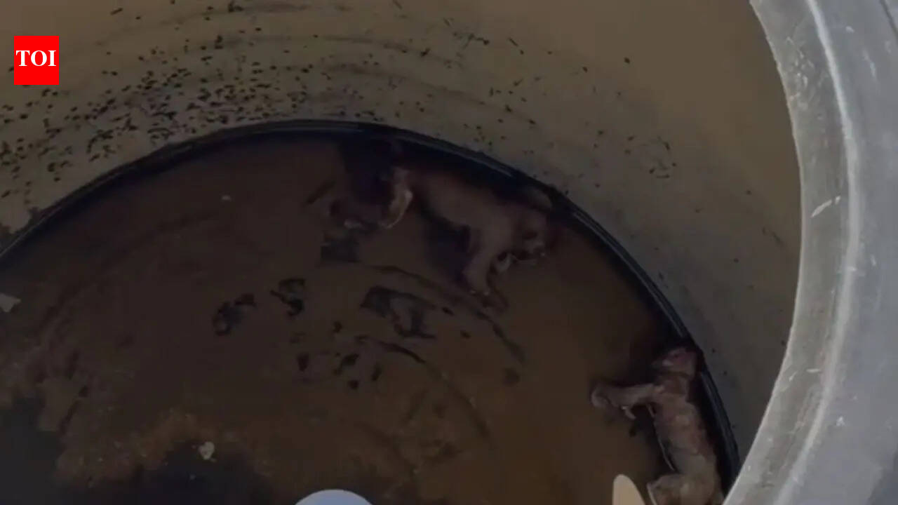 Rotting monkeys found in water tanks at Nuh Govt Medical College, probe ordered