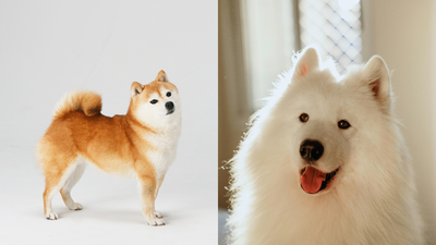 These dogs can sing on pitch and even adjust their howling to match their favourite songs