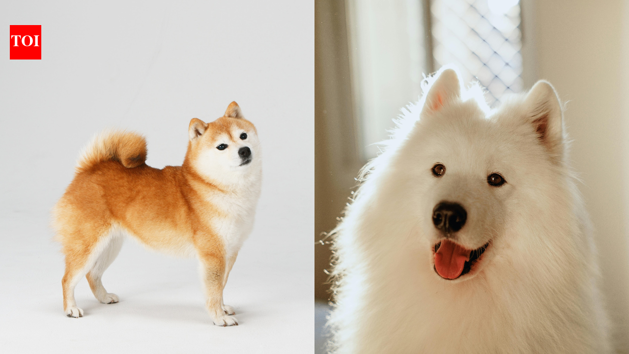 These dogs can sing on pitch and even adjust their howling to match their favourite songs