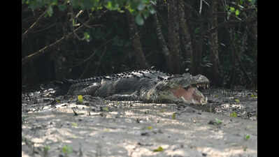 Farmer escapes croc with injuries in Jajpur