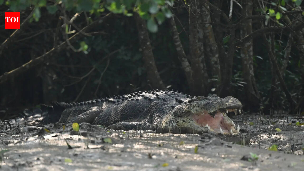 Farmer escapes croc with injuries in Jajpur