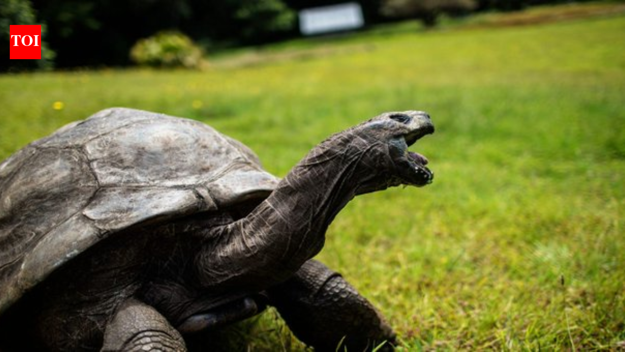 World's oldest tortoise Jonathan alive and kicking, fake death rumour sparks outrage: ‘This is a hoax’