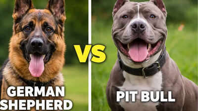 German Shepherd vs Pit Bull: Key differences you should actually care about