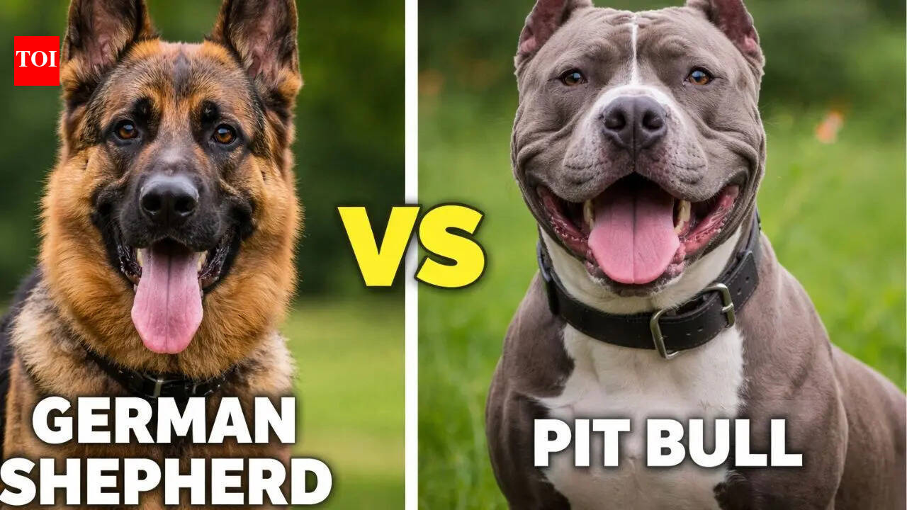 German Shepherd vs Pit Bull: Key differences you should actually care about
