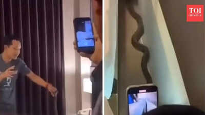  Cobra encounter leaves guests startled, raises safety questions