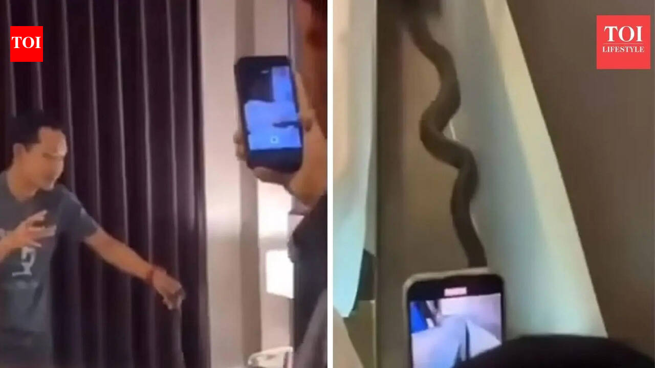 Thailand hotel room shocker: Cobra encounter leaves guests startled, raises safety questions