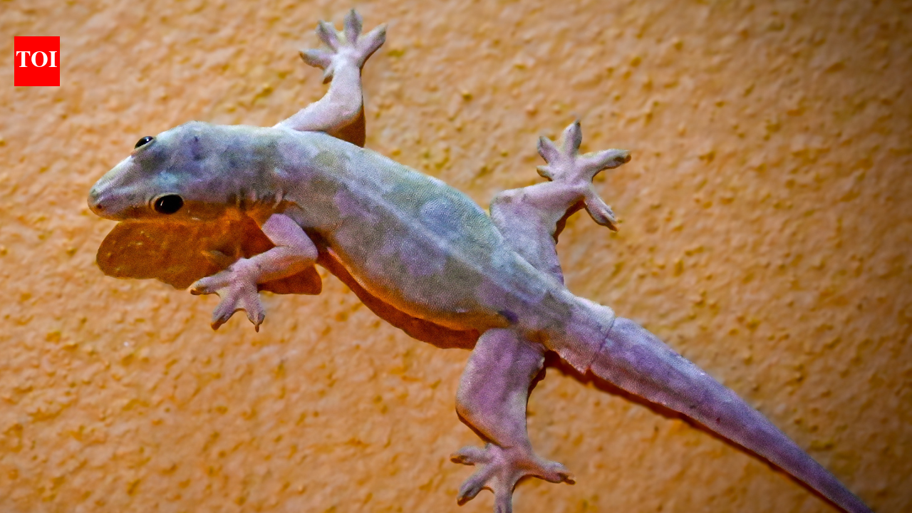 How to get rid of lizards without killing them: Simple home remedies that work