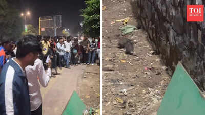 Viral video: Delhi street turns into spectacle as crowd gathers to watch two mice fight