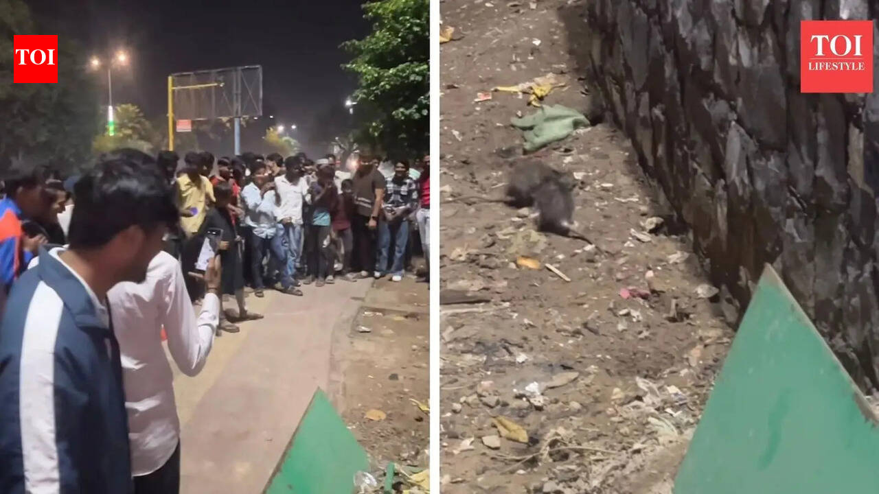 Viral video: Delhi street turns into spectacle as crowd gathers to watch two mice fight