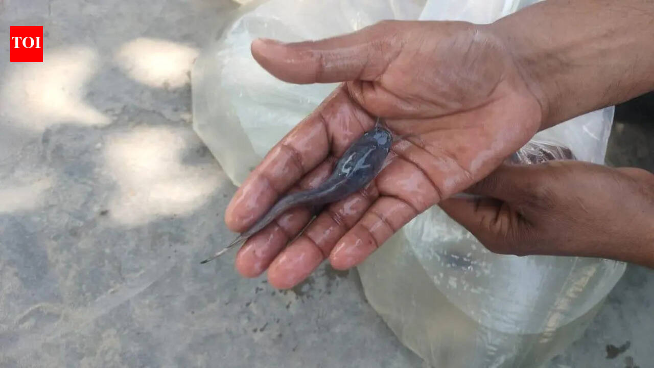 Banned Thai mangur fish worth Rs 15 lakh seized in Bareilly | Bareilly ...