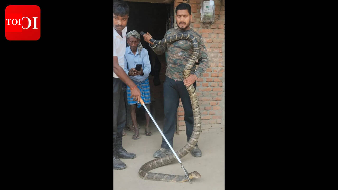 12-foot king cobra found in home, rescued