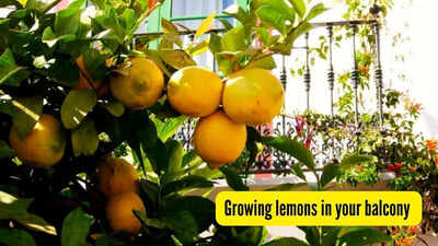 How to grow lemons in your balcony garden and enjoy refreshing lemonade this summer
